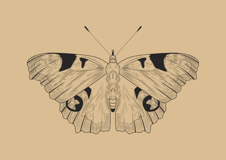 Line butterfly conceptのイラスト素材