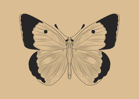 Line butterfly conceptのイラスト素材