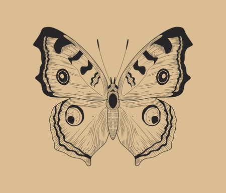 Line butterfly conceptのイラスト素材