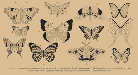 Set of line butterfliesのイラスト素材