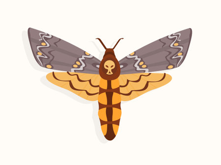 Butterfly top view vector conceptのイラスト素材