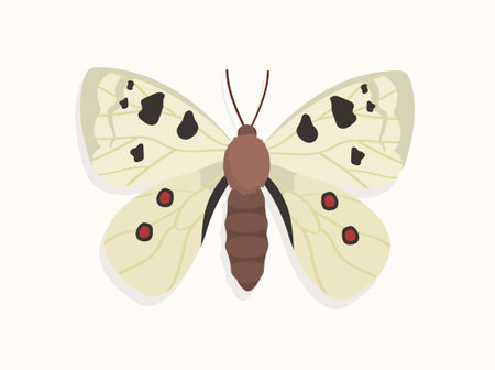 Butterfly top view vector conceptのイラスト素材