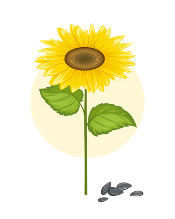 Cereal crops sunflower vector conceptのイラスト素材