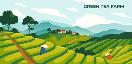 Green tea farm poster vectorのイラスト素材