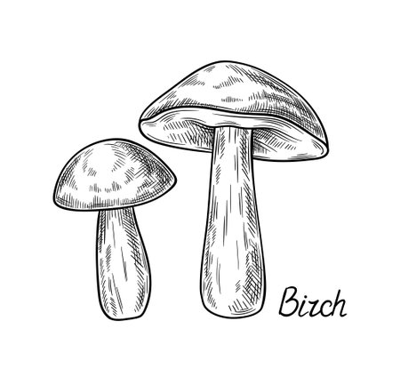 Hand drawn mushroom vector conceptのイラスト素材