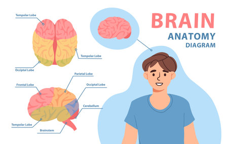 Brain anatomy diagram vectorのイラスト素材