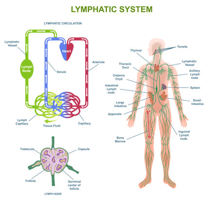 Human Lymphatic System Anatomy vector conceptのイラスト素材