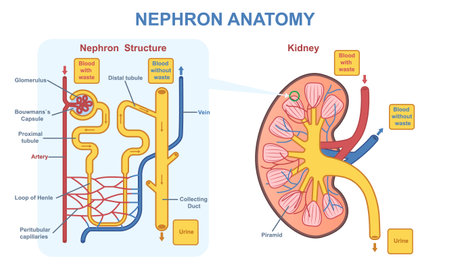 Kidney nephron anatomy vector conceptのイラスト素材