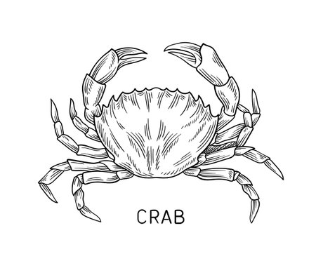 Drawing sea fauna vector linearのイラスト素材