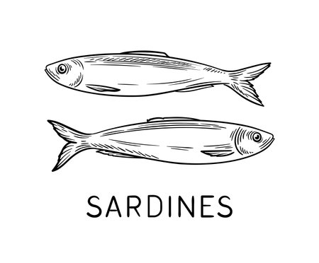 Drawing sea fauna vector linearのイラスト素材