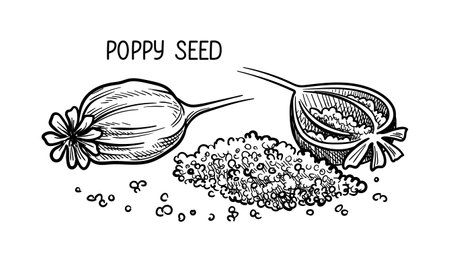 Nuts seeds linear vector conceptのイラスト素材