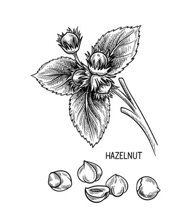 Nuts seeds linear vector conceptのイラスト素材