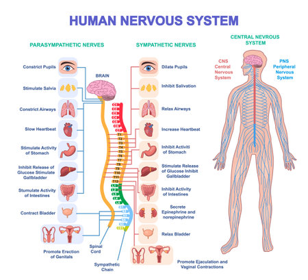 Human Nervous System Vector Diagramのイラスト素材