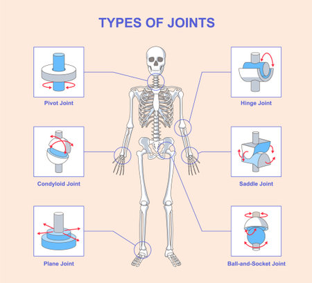 Types of joints. Educational medical infographic with human skeleton anatomy and bone connection options. Names of joint types with examples. Flat vector illustrationのイラスト素材