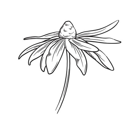 Outline flower sketch. Elegant design with blooming wild chamomile with petals and stem. Trendy botanical design element. Hand drawn vector illustrationのイラスト素材