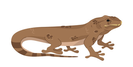 Brown lizard on white background. Vector illustrationのイラスト素材