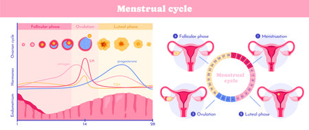 Female menstrual cycle. Educational infographic with physiology of female reproductive system. Visualization of uterus with phases of cycle. Flat vector illustrationのイラスト素材