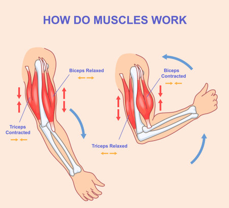 How do muscles work. Educational anatomical diagram showing process of contraction and relaxation of arm muscles. Biceps and triceps movements. Cartoon flat vector illustrationのイラスト素材