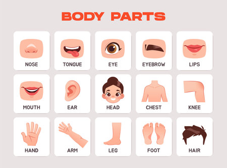 Human body flashcards for kids. Educational materials for preschoolers with different parts of body and face. Flashcards for primary school. Flat vector illustration collectionのイラスト素材