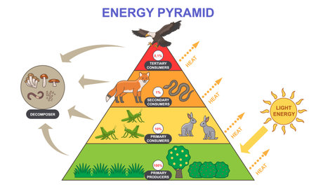 Energy pyramid diagram. Educational infographic with food chain from plants to carnivorous predators. Labeled biomass representation graphic. Flat vector illustrationのイラスト素材