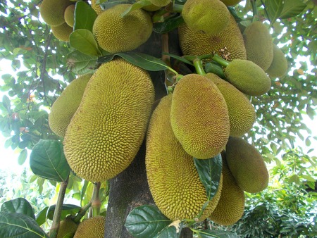 jackfruit tree and the fruits image