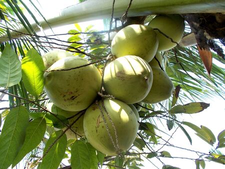 Green coconut on the tree plants