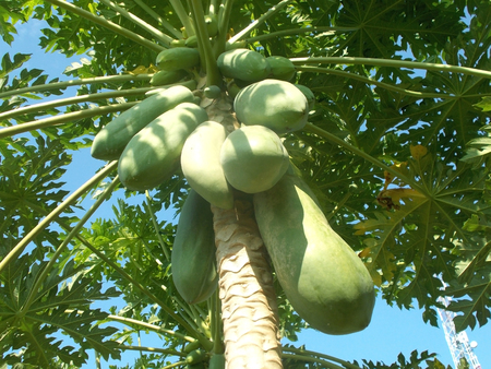 Big green carica papaya on the tree, stock photoの写真素材