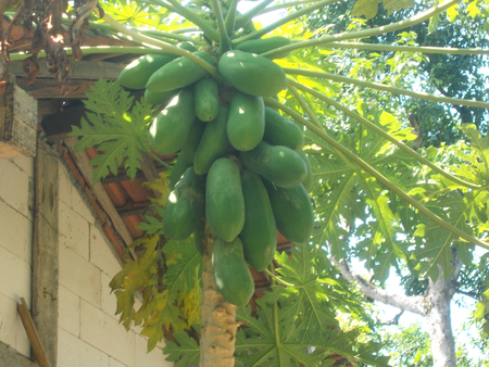 green papaya and the treeの写真素材