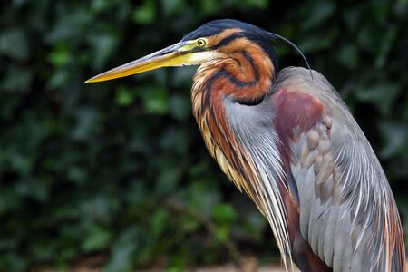 heronの写真素材