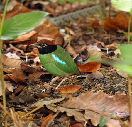 hooded pittaの写真素材