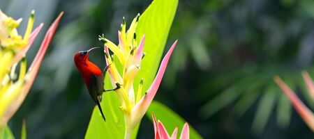 crimson sunbirdの写真素材