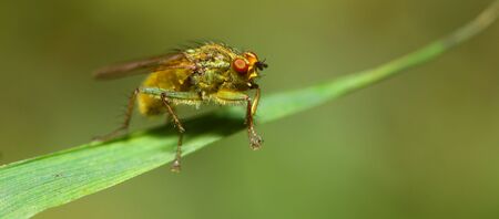 fly on a leafの写真素材