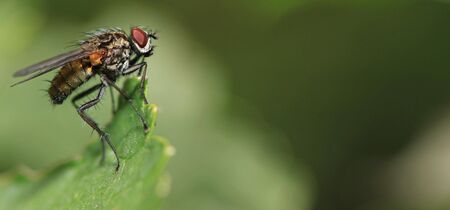 fly on a leafの写真素材