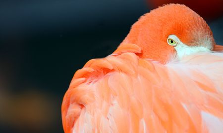 resting flamingoの写真素材