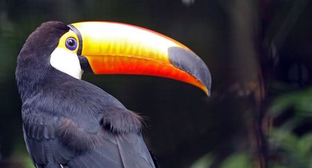 toucan