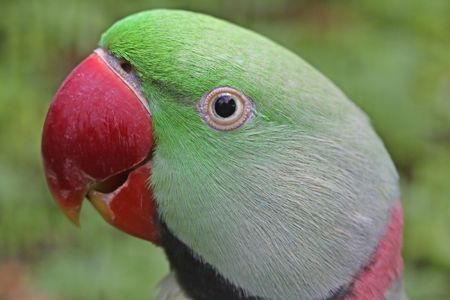 alexader parakeet