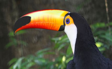 toco toucanの写真素材