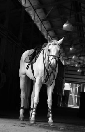 horse waiting for riderの写真素材