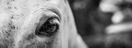 detail of a horse headの写真素材