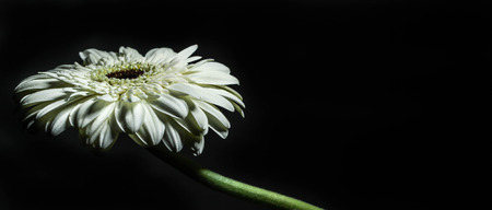 close up of a gerbera daisyの写真素材