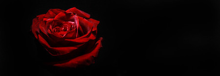 close up of a red roseの写真素材