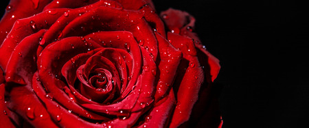 close up of a red roseの写真素材