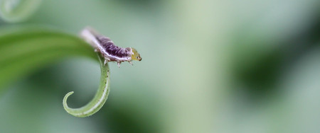 close up of a tiny caterpillar
