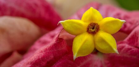 detail of a beautiful flowerの写真素材