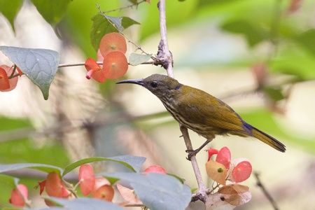 Purple-naped Sunbird の写真素材