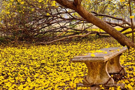 Tabebuia tree blooms in yellow in spring in thailandの写真素材