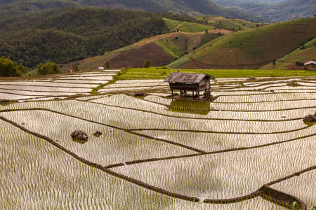 agriculture terrace fieldの写真素材
