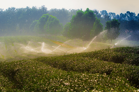 green tea plantation landscapeの写真素材