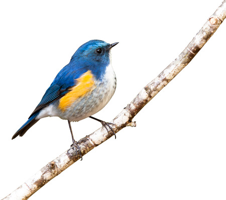 The Himalayan Bluetail or Himalayan Red-flanked Bush-robin  Tarsiger rufilatus  on a rockの写真素材