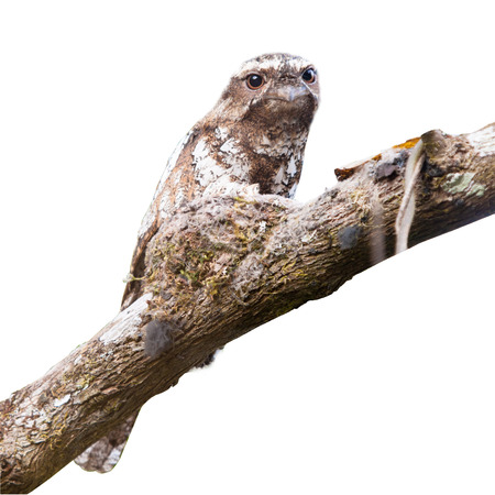 Hodgson s Frogmouth on isotale backgroud の写真素材